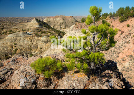 Terry Badlands pine dalla vista panoramica si affacciano, Terry Badlands Wilderness Area Studio, Montana Foto Stock