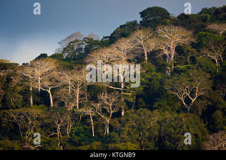 Grandi alberi di Cuipo, la platanifolia di Cavanillesia, nella foresta pluviale del parco nazionale di Soberania, Repubblica di Panama. Foto Stock