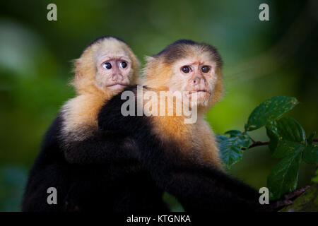 Cappuccino a faccia bianca, imitatore Cebus, madre e bambino nel parco nazionale di Soberania, Repubblica di Panama. Foto Stock