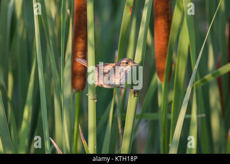 Marsh wren (Cistothorus palustris) cavallo cattails (tifo sp.) in Manitoba, Canada. Foto Stock