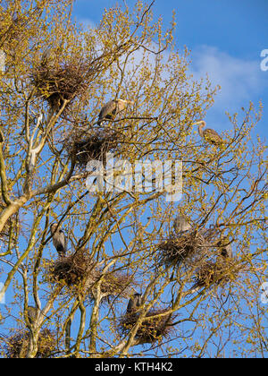 Airone blu Rookery, Bath Road, Cuyahoga Valley National Park, Brecksville, Ohio, Stati Uniti d'America Foto Stock