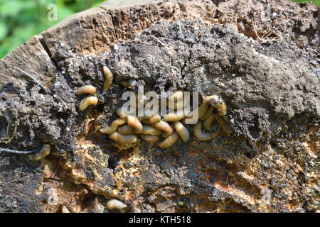 Gruppo di spezzoni di mangiare in giardino sotto un ceppo di albero. L'invasione nel giardino. Slug invasiva. Problema del giardino. Foto Stock