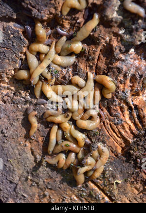 Gruppo di spezzoni di mangiare in giardino sotto un ceppo di albero. L'invasione nel giardino. Slug invasiva. Problema del giardino. Foto Stock