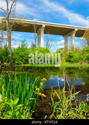 Iris, bacino Tozza, Ohio e Canale Erie Alzaia, Cuyahoga Valley National Park, Brecksville, Ohio, Stati Uniti d'America Foto Stock