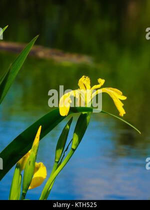 Iris, bacino Tozza, Ohio e Canale Erie Alzaia, Cuyahoga Valley National Park, Brecksville, Ohio, Stati Uniti d'America Foto Stock