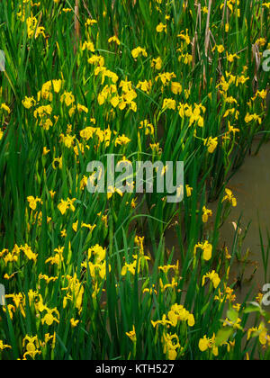 Iris, bacino Tozza, Ohio e Canale Erie Alzaia, Cuyahoga Valley National Park, Brecksville, Ohio, Stati Uniti d'America Foto Stock