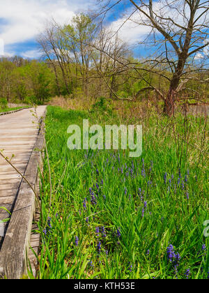 Bacino tozza, Ohio e Canale Erie Alzaia, Cuyahoga Valley National Park, Brecksville, Ohio, Stati Uniti d'America Foto Stock