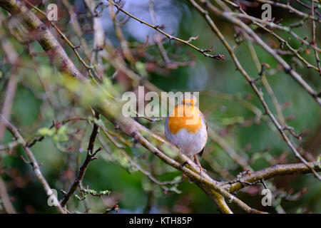 Una bella Comunità robin tweeting sul ramo di un albero nel giardino sul retro. Foto Stock