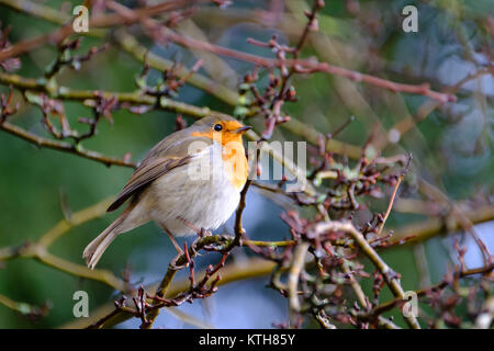 Una bella Comunità robin tweeting sul ramo di un albero nel giardino sul retro. Foto Stock