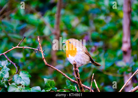 Una bella Comunità robin tweeting sul ramo di un albero nel giardino sul retro. Foto Stock