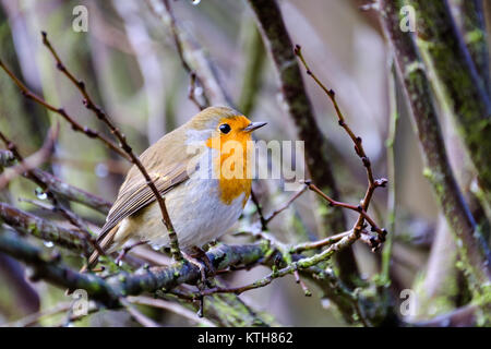 Una bella Comunità robin tweeting sul ramo di un albero nel giardino sul retro. Foto Stock