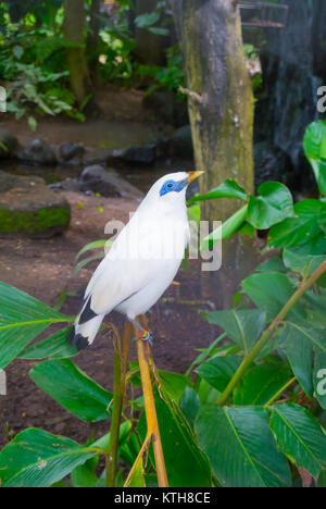 Bali Sterling, Leucopsar rothschildi alson conosciuto come Bali Myna arroccato su un ramo con sfondo nero Foto Stock