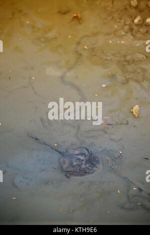 Il granchio a ferro di cavallo in una argilla sotto il mare. Foto Stock