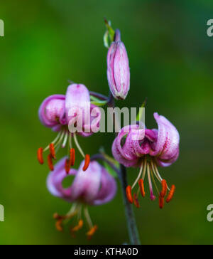 MARTAGON, AZUCENA SILVESTRE (Lilium martagon), Gargantas de Escuain, Parco Nazionale di Ordesa y Monte Perdido, Huesca, Aragona, Spagna, Europa Foto Stock