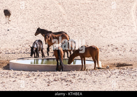 Cavalli selvaggi del Garub in Namibia; un piccolo allevamento di cavalli selvatici superstite nel aspro deserto intorno Garub dove essi fanno affidamento su un watehole artificiale Foto Stock