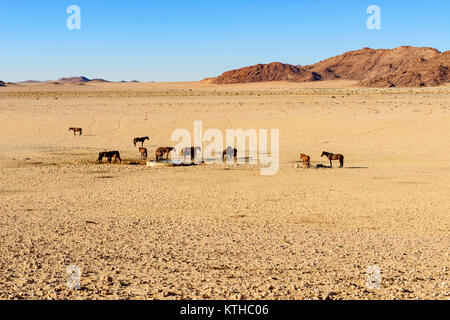 Cavalli selvaggi del Garub in Namibia; un piccolo allevamento di cavalli selvatici superstite nel aspro deserto intorno Garub dove essi fanno affidamento su un watehole artificiale Foto Stock