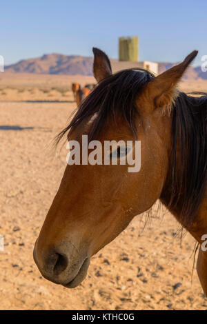 Cavalli selvaggi del Garub in Namibia; un piccolo allevamento di cavalli selvatici superstite nel aspro deserto intorno Garub dove essi fanno affidamento su un watehole artificiale Foto Stock