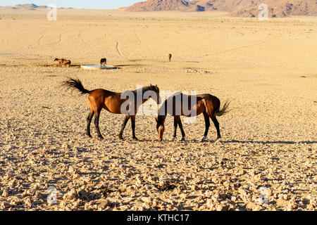 Cavalli selvaggi del Garub in Namibia; un piccolo allevamento di cavalli selvatici superstite nel aspro deserto intorno Garub dove essi fanno affidamento su un watehole artificiale Foto Stock