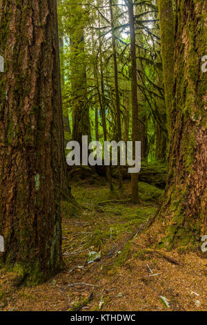 Antiche piantagioni Sentiero Natura anche se vecchia foresta nel Sol Duc sezione del Parco Nazionale di Olympic in Washington, Stati Uniti Foto Stock