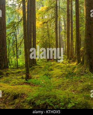 Antiche piantagioni Sentiero Natura anche se vecchia foresta nel Sol Duc sezione del Parco Nazionale di Olympic in Washington, Stati Uniti Foto Stock