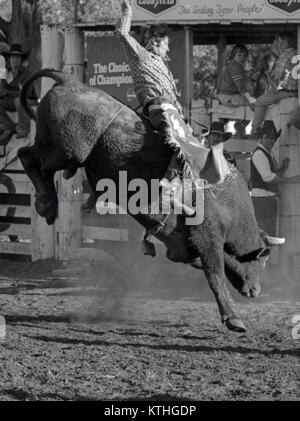 PROSTON, AUSTRALIA, circa 1980: Unidentified contestant cavalca un toro durante una piccola città rodeo, circa 1980 in Proston, Australia Foto Stock