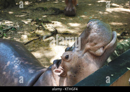 Ippona, ippopotami, in Chiang Mai zoo in Thailandia, molto vicino ai visitatori! Foto Stock