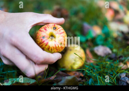Man mano il prelievo di un solo Apple caduto wild fresco su erba contuso a terra su apple picking farm closeup Foto Stock