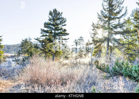 La brina paesaggio invernale con alberi di pino e sole di mattina la luce del sole sunburst glade attraverso filiali in West Virginia e del ghiaccio coperto di piante Foto Stock