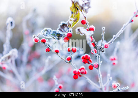 Macro closeup di inverno rosso bacche con le foglie in autunno autunno mostra dettaglio texture e pattern con il gelo della neve alba sunrise bokeh sfondo in noi Foto Stock