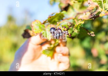 Macro closeup di piccole e grandi rosso verde viola mature e uva acerbo sulla vite con le foglie in autunno cadono in Virginia con mano d'uomo toccando t Foto Stock