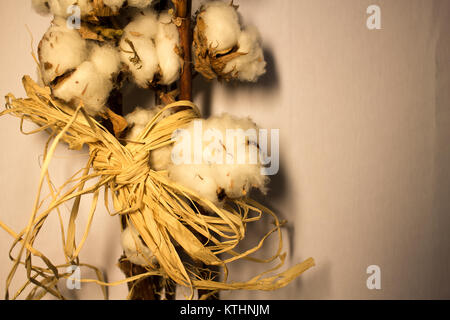 Il cotone. Belle le palline di cotone. Naturali, freschi decorazione. Foto Stock