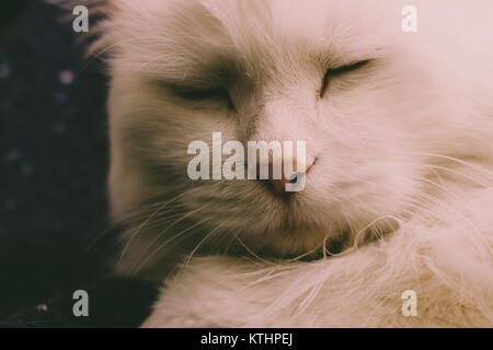 Angora turco. White cat. Una diciassettenne cat si rilassa e si gode la vita. Foto Stock