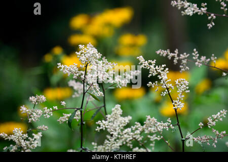 Artemisia lactiflora Guizhou,bianco artemisia,spray,fiori,il muschio,profumato,rosso-marrone,steli,ferny lascia,Doronicum orientale,Leopard's Bane, Foto Stock