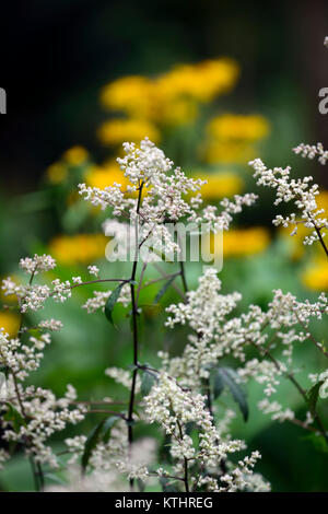 Artemisia lactiflora Guizhou,bianco artemisia,spray,fiori,il muschio,profumato,rosso-marrone,steli,ferny lascia,Doronicum orientale,Leopard's Bane, Foto Stock