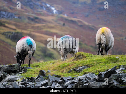 Hardwick pecore al pascolo a Coniston. Parco Nazionale del Distretto dei Laghi Cumbria Inghilterra England Foto Stock