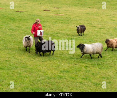 Donna alimentazione di pecora su Norwegian agriturismo vicino a Bergen Foto Stock