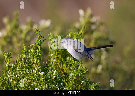 Blu grigio Gnatcatcher Foto Stock