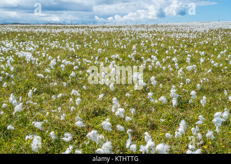 Eriophorum vaginatum, soffici fiori vicino Duncansby Head, Caithness in Scozia. Foto Stock