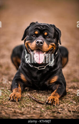 Adorabili dedicato di razza Rottweiler posa sull'erba, Close up Foto Stock