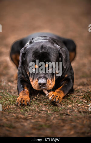 Adorabili dedicato di razza Rottweiler posa sull'erba, Close up Foto Stock