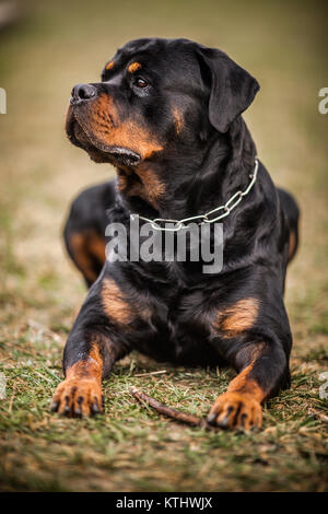 Adorabili dedicato di razza Rottweiler posa sull'erba, Close up Foto Stock