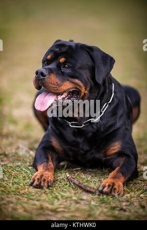 Adorabili dedicato di razza Rottweiler posa sull'erba, Close up Foto Stock