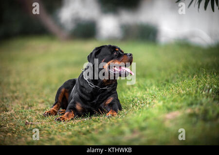 Adorabili dedicato di razza Rottweiler posa sull'erba, Close up Foto Stock