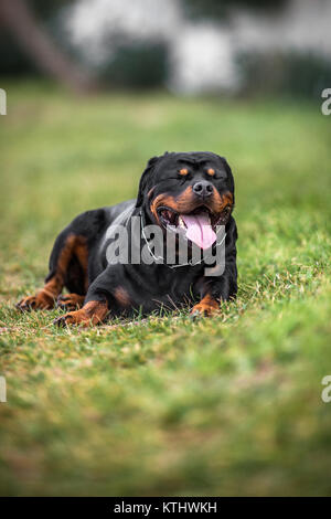 Adorabili dedicato di razza Rottweiler posa sull'erba, Close up Foto Stock