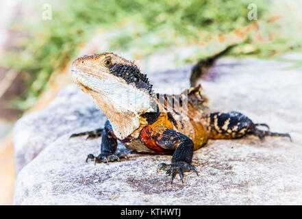 Acqua orientale dragon lizard in Manly Beach a Sydney, Australia. Foto Stock