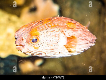 Thornback boxfish (tetrasomus gibbosus) in acquario marino, Australia. Foto Stock