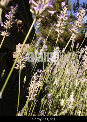 "Bee Mid Flight, Shot Macro" è una fotografia ravvicinata che cattura un'ape in volo, mostrando i dettagli intricati delle ali e della struttura del corpo dell'insetto. La tecnica macro-fotografica evidenzia la precisione e il movimento dell'ape. Foto Stock