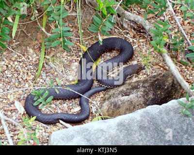 L'Austrelaps superbus, comunemente noto come lo splendido serpente a bande nere, è esposto al Reptile Park. Questa specie velenosa è originaria dell'Australia ed è conosciuta per la sua caratteristica colorazione nera e gialla. Foto Stock