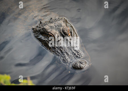 Crocodile galleggiante sull'acqua Foto Stock