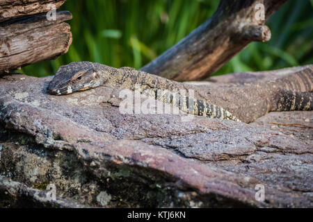 Pizzo lucertola monitor Foto Stock